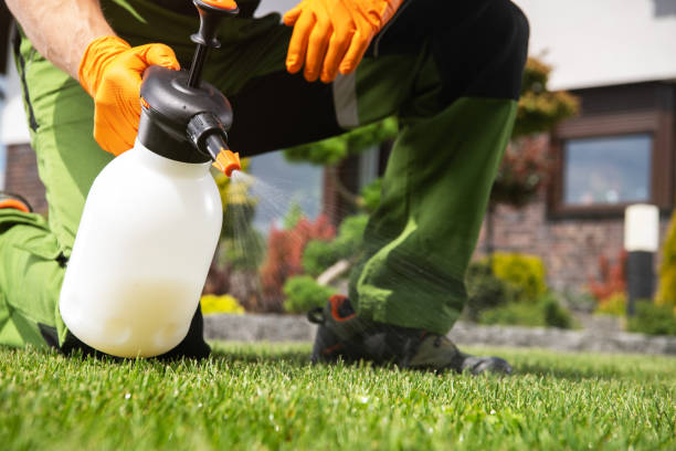 Best Termite Control Services  in La Joya, TX