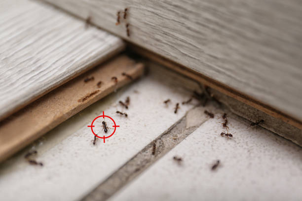 Reliable La Joya, TX Pest Control Solutions