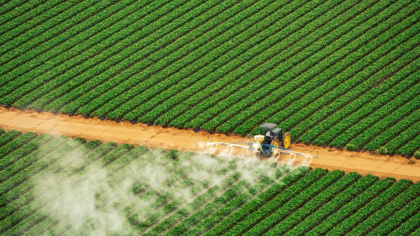 Best Local Pest Control Services  in La Joya, TX