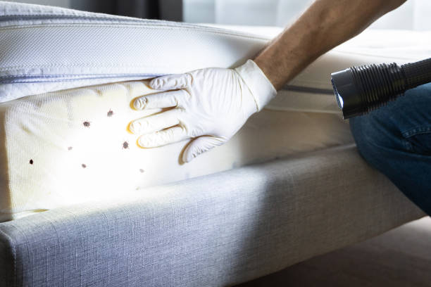 Best Affordable Pest Control Services  in La Joya, TX