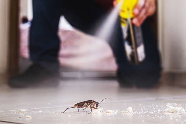 Best Pest Removal Services  in La Joya, TX