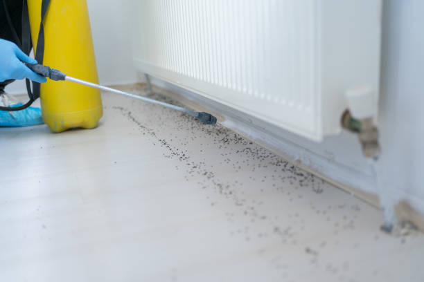 Best Bed Bug Extermination  in La Joya, TX