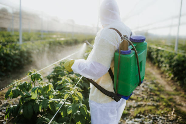 Best Flea Control Services  in La Joya, TX